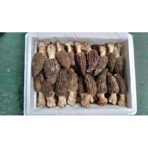 2016 Wild Fresh Morel Mushrooms New Season